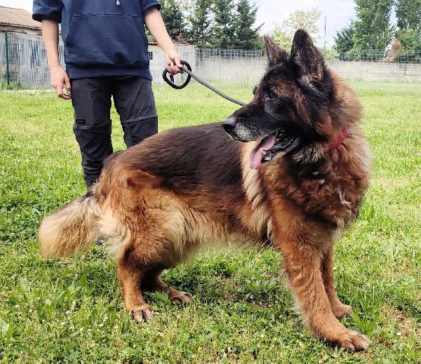 EROS PASTORE TEDESCO Foto 4